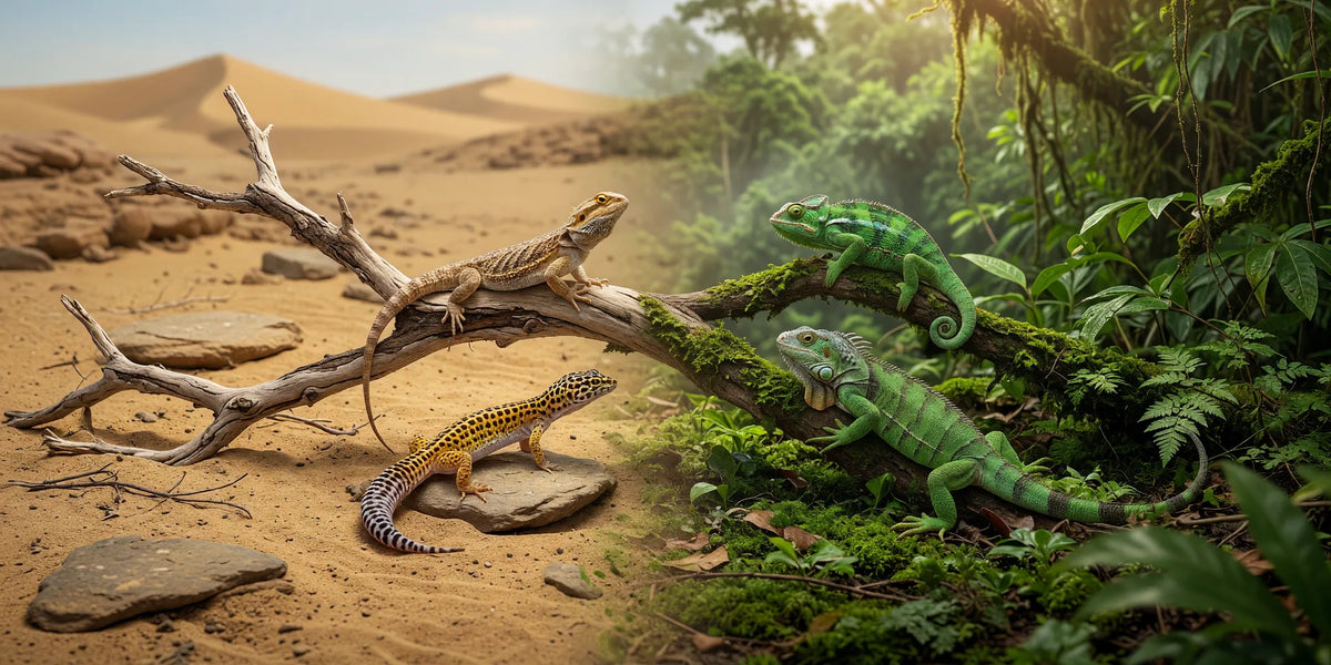 Reptiles