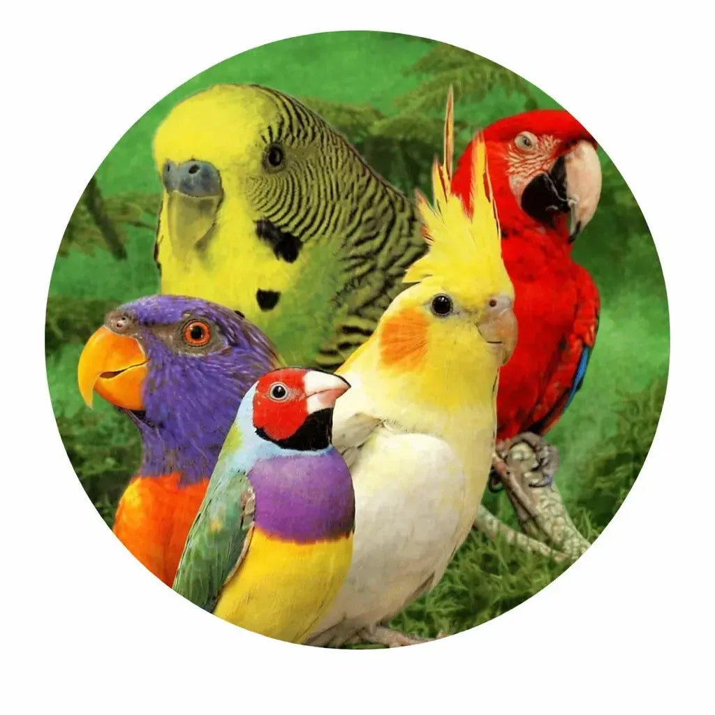 Birds