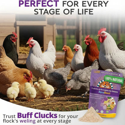Buff Clucks AquaBoost Electrolytes & Probiotics for Chickens