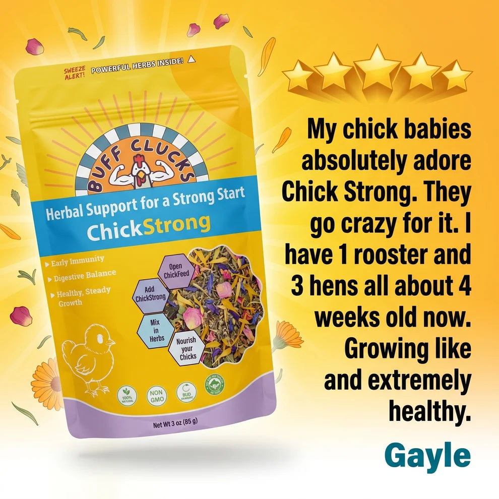 Buff Clucks ChickStrong Herbal Support for Baby Chicks