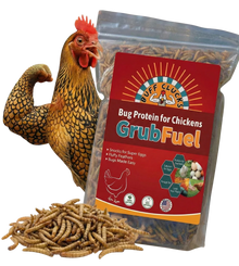 Buff Clucks GrubFuel black soldier fly larvae treat for chickens in a 1 lb resealable bag