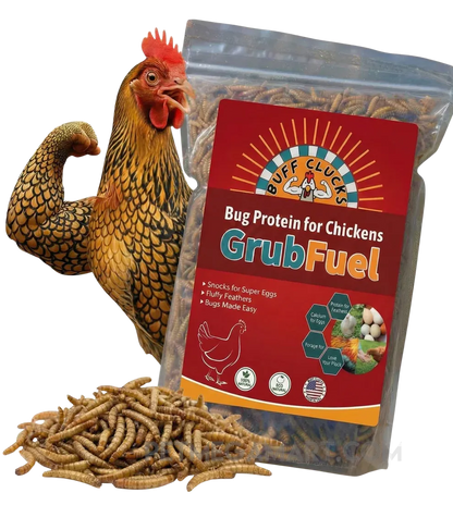 Buff Clucks GrubFuel black soldier fly larvae treat for chickens in a 1 lb resealable bag