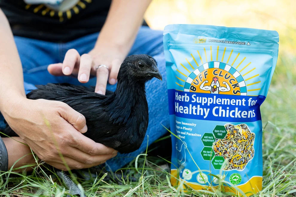 Buff Clucks Herb Supplement for Backyard Chickens