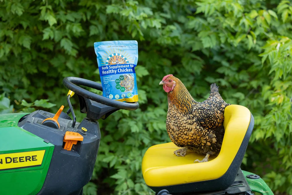 Buff Clucks Herb Supplement for Backyard Chickens