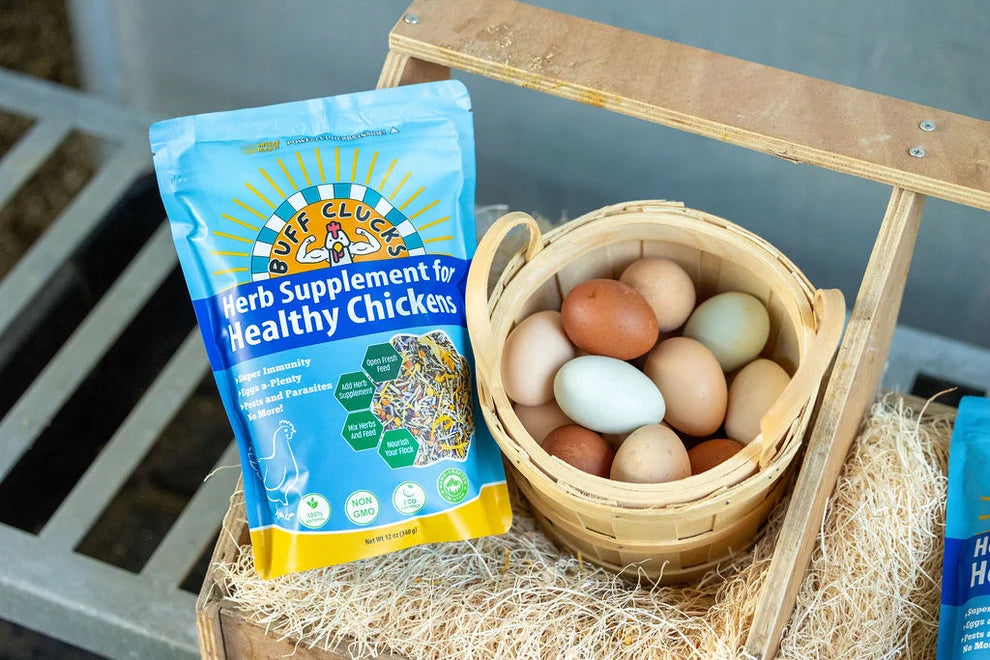 Buff Clucks Herb Supplement for Backyard Chickens