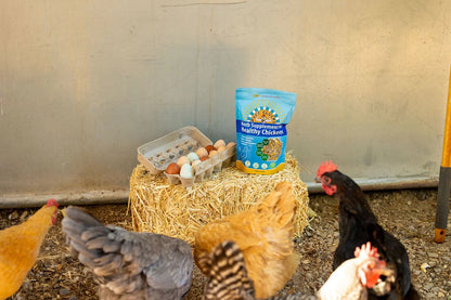 Buff Clucks Herb Supplement for Backyard Chickens