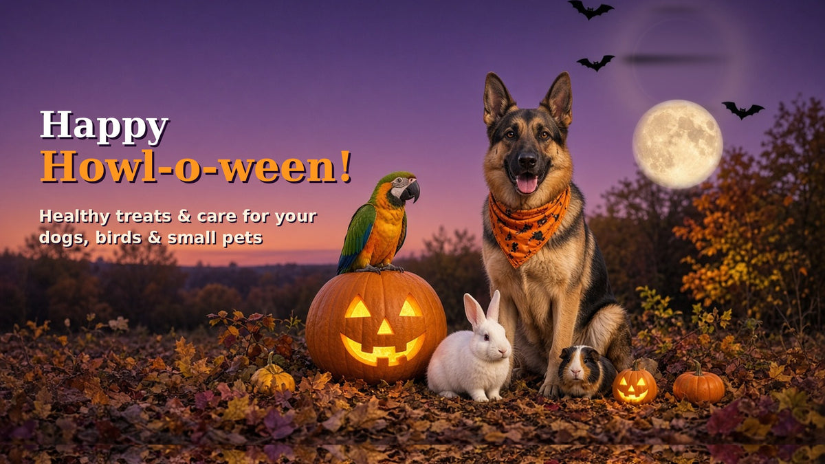 Happy Howl-o-ween: German Shepherd, parrot, bunny and guinea pig by jack-o'-lanterns
