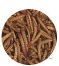 Mealworms