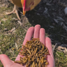 Buff Clucks GrubFuel Black Soldier Fly Larvae for Chickens