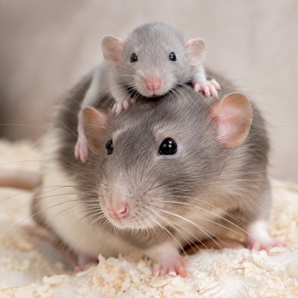 Two pet rats on soft bedding, for the enrofloxacin 2.5% oral solution for rats page