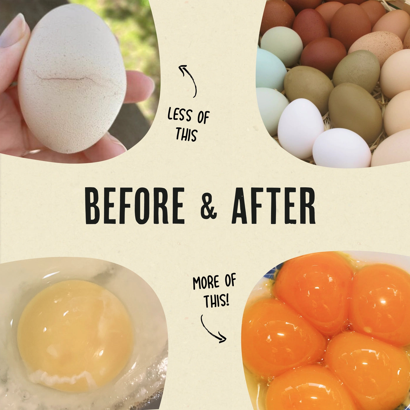 Roosty’s Gold Dust Daily Egg Booster for Chickens