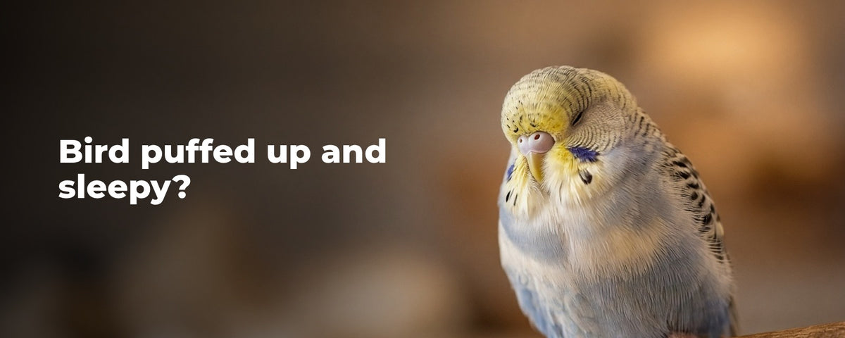 Bird puffed up and sleepy?
